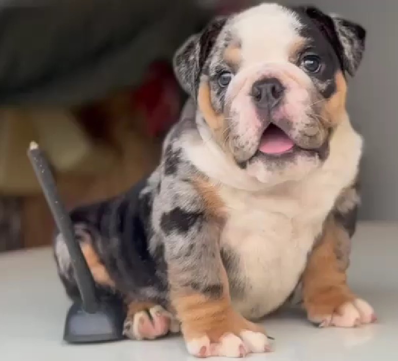 best quality english bulldog puppies price in pune