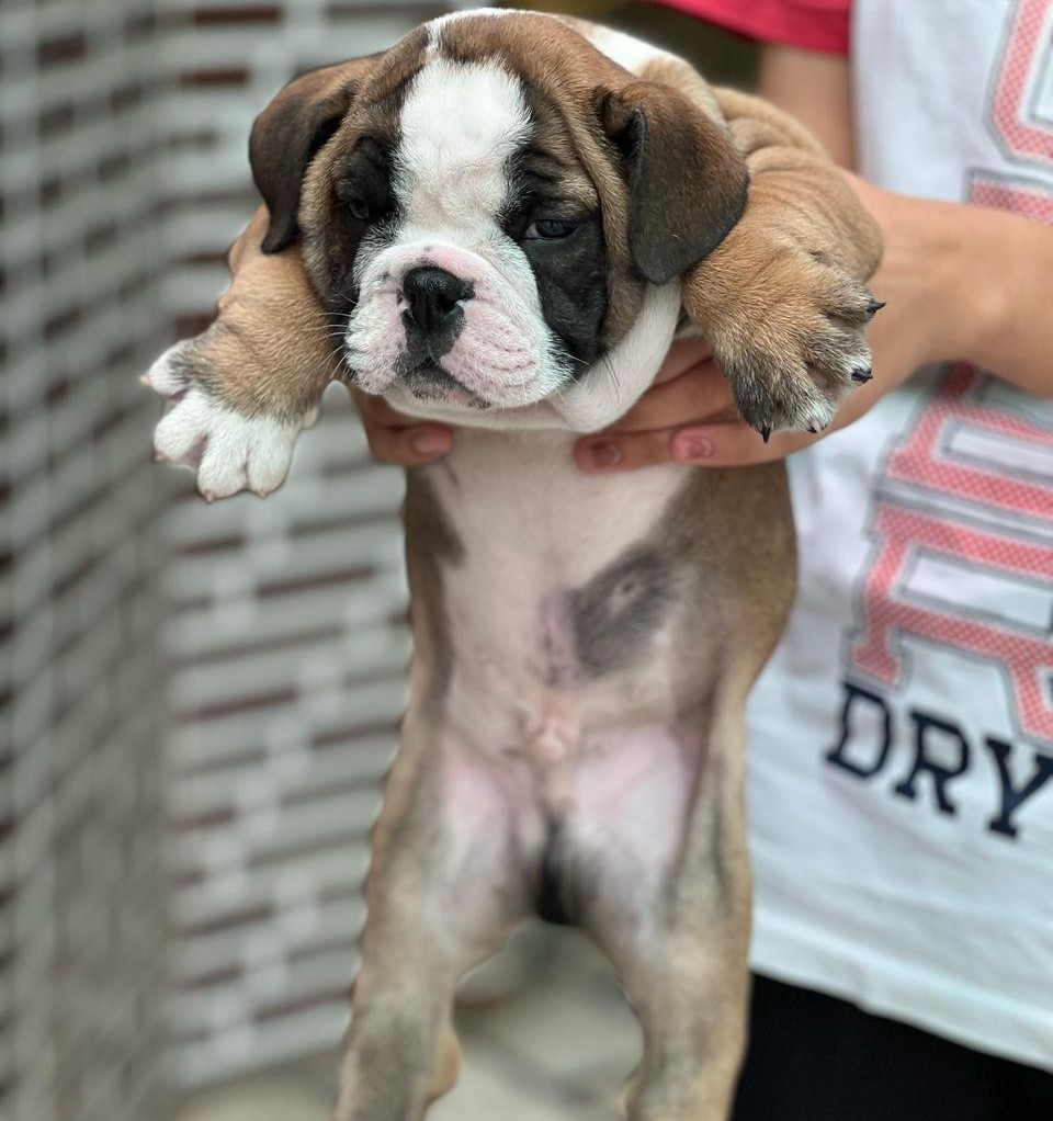 english bulldog for sale in ahmedabad