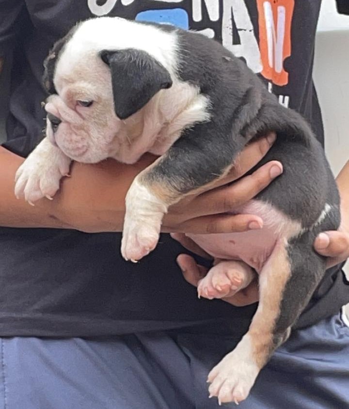 english bulldog puppies for sale online in ahmedabad