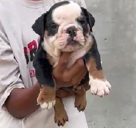 english bulldog dog price in ahmedabad