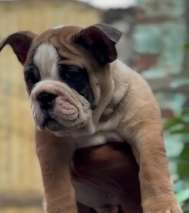 english bulldog breeder in kolkata