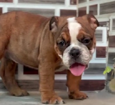 english bulldog puppies for sale online in kolkata