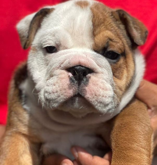 english bulldog dog for sale in kolkata