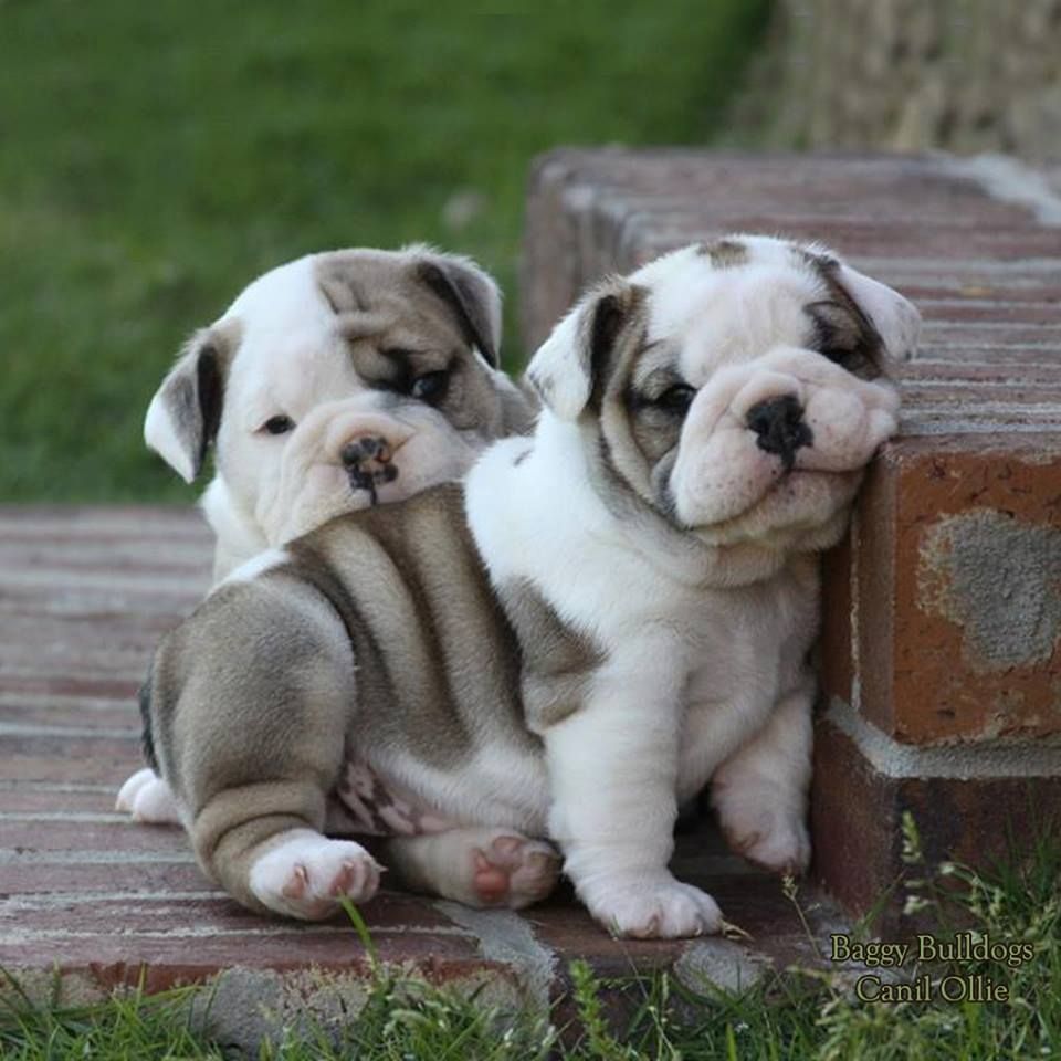 english bulldog price in hyderabad