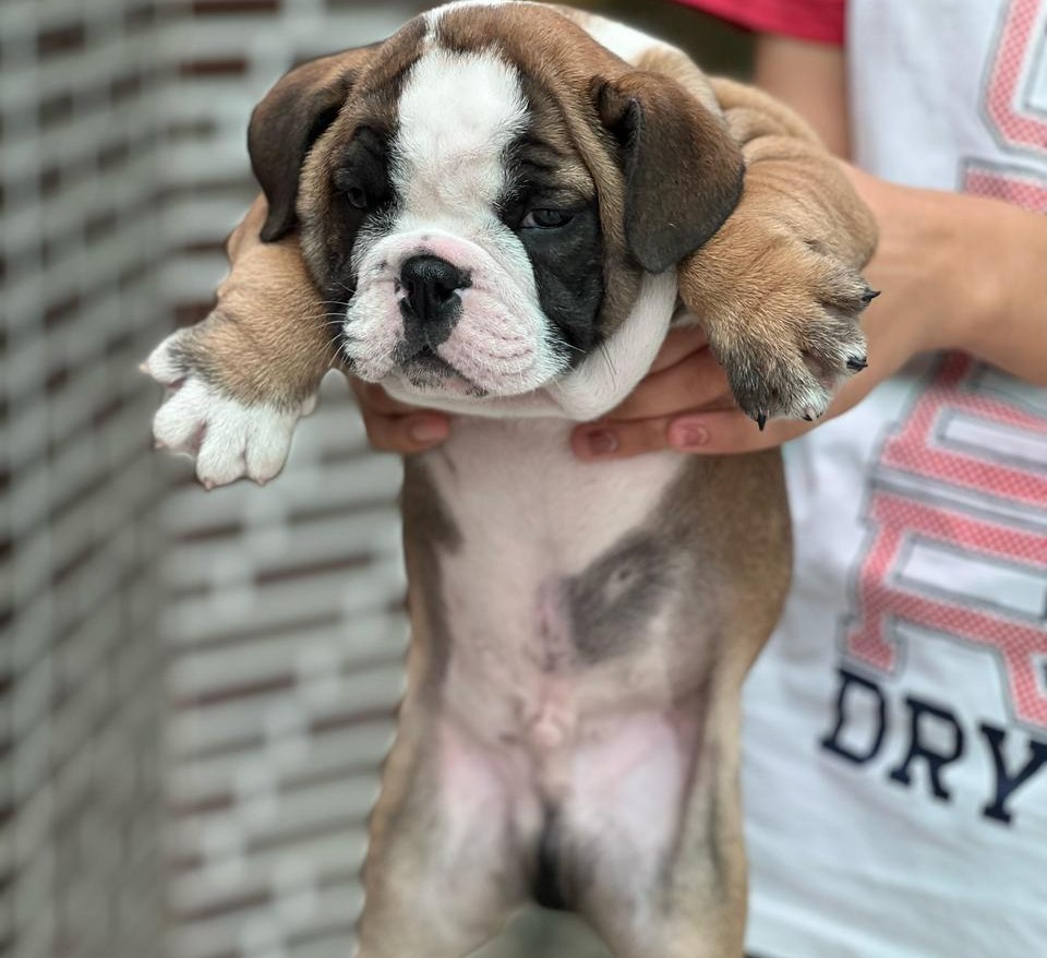 english bulldog dog breeder in hyderabad