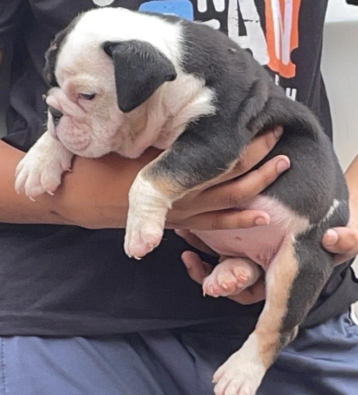 buy english bulldog puppy in hyderabad