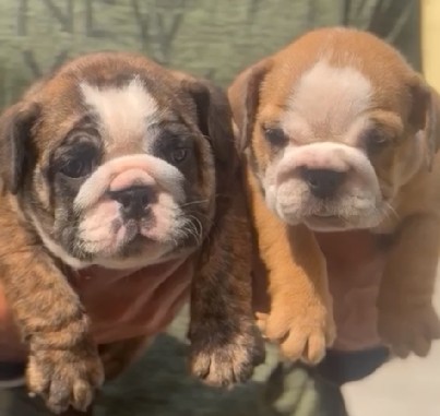 buy English Bulldog puppies online in goa