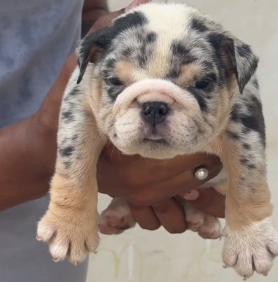 English Bulldog price in goa