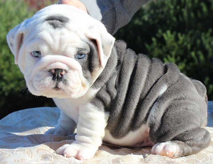 english bulldog breeder in jaipur