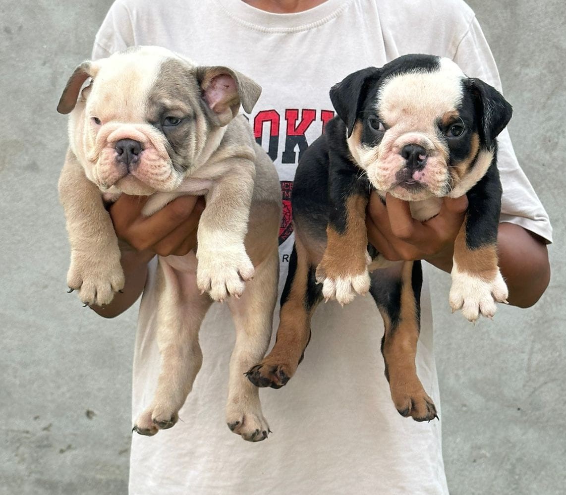 english bulldog puppies for sale online in jaipur