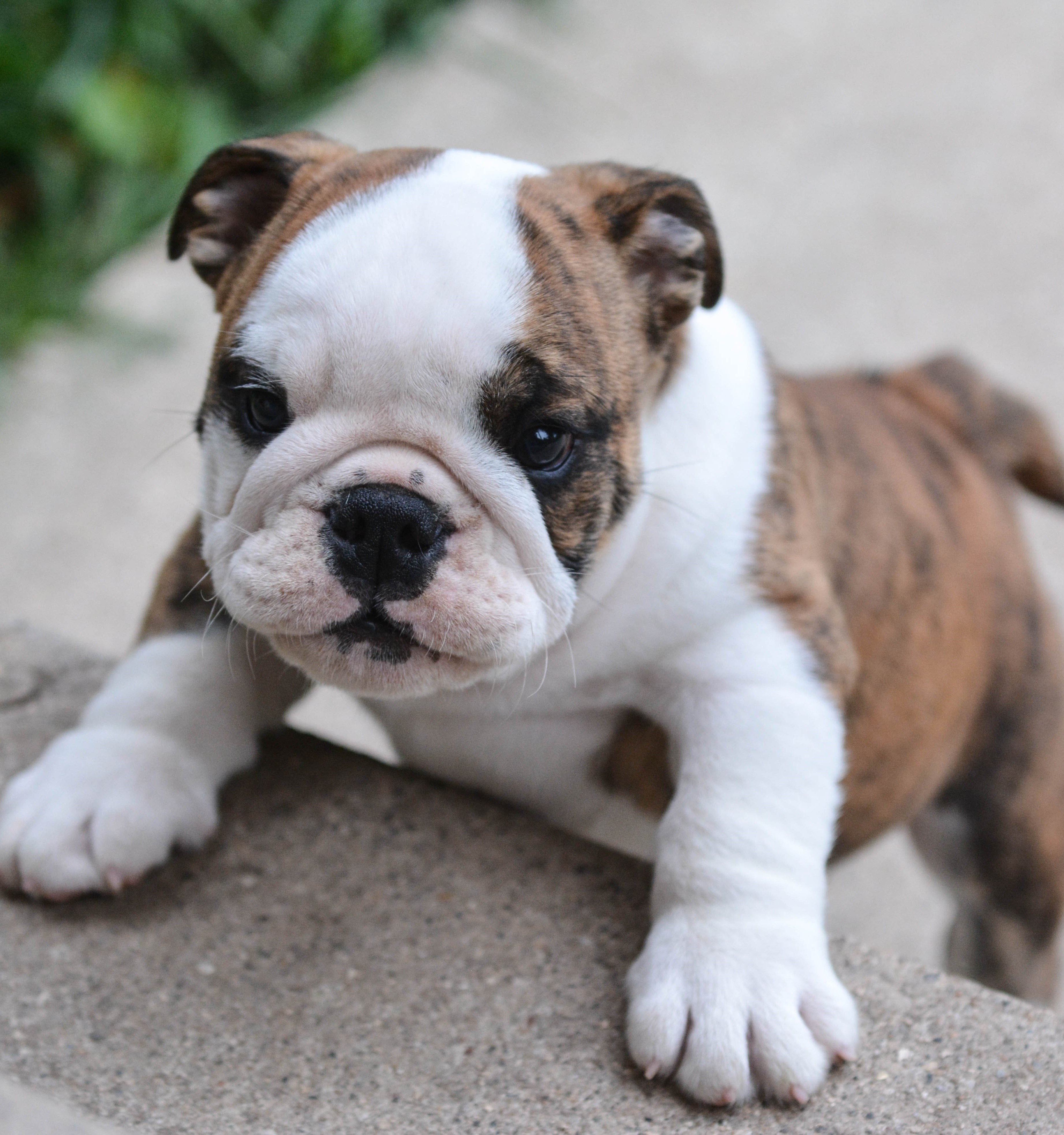 english bulldog dog price in jaipur