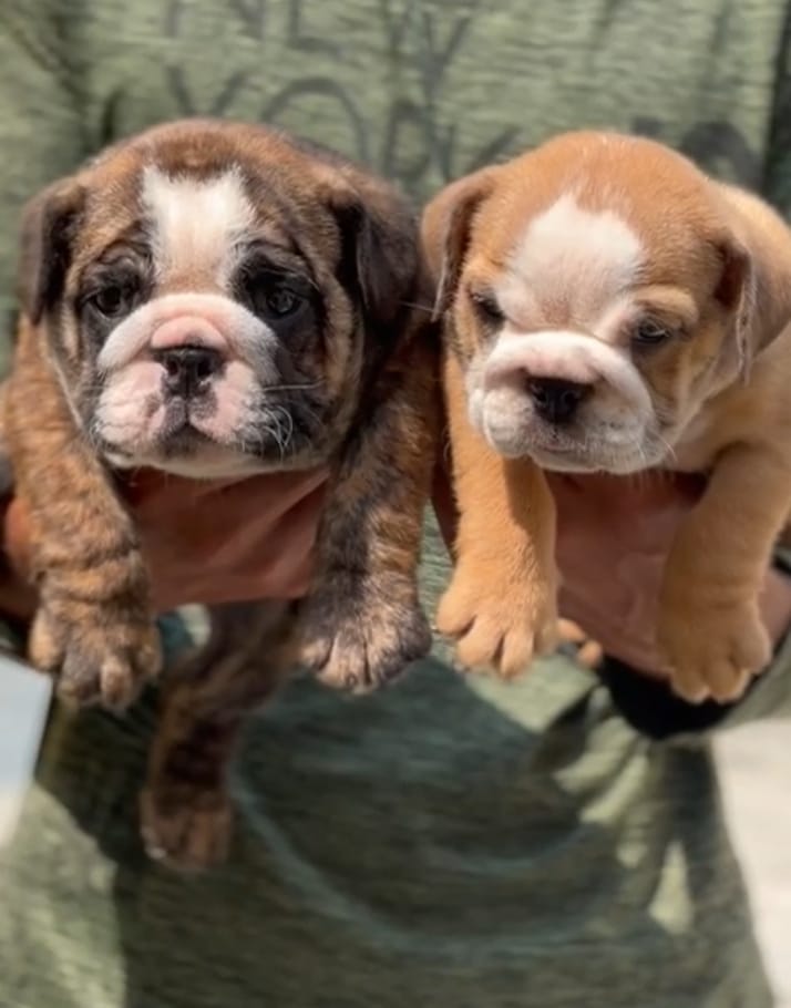 english bulldog puppy price in jaipur