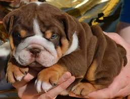 buy english bulldog puppy in jaipur