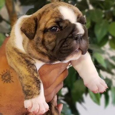 English Bulldog breeder in vizag