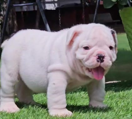 buy English Bulldog puppies in vizag