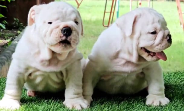 English Bulldog pet shop in vizag