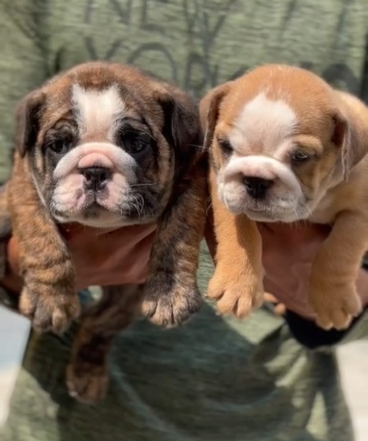 English Bulldog kennel in vizag