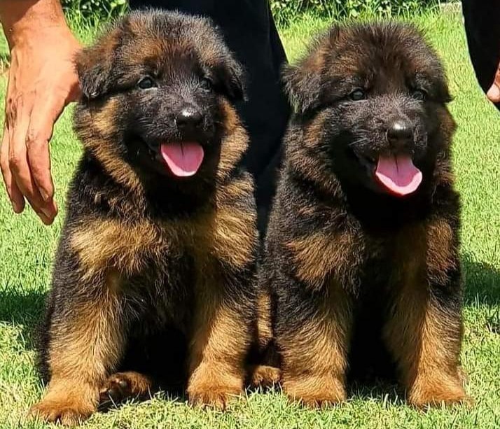 german shepherd puppies for sale online in mumbai