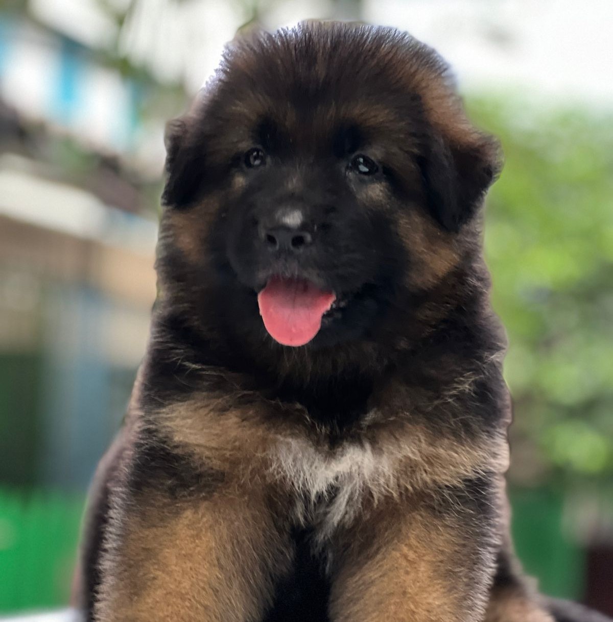 german shepherd pet shop in mumbai