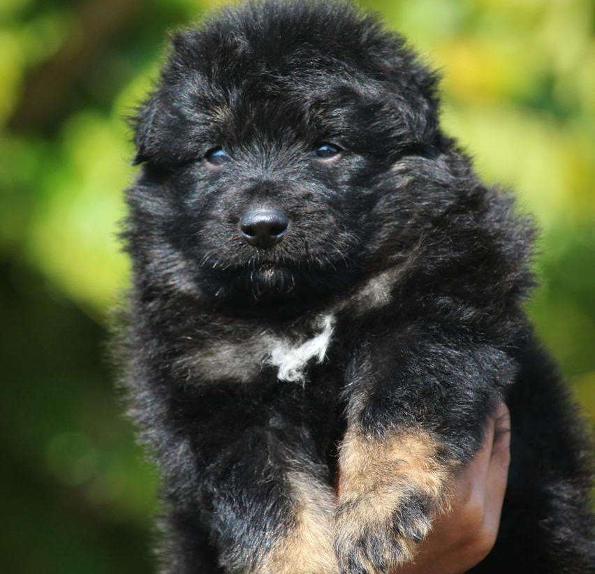 buy german shepherd puppies in mumbai