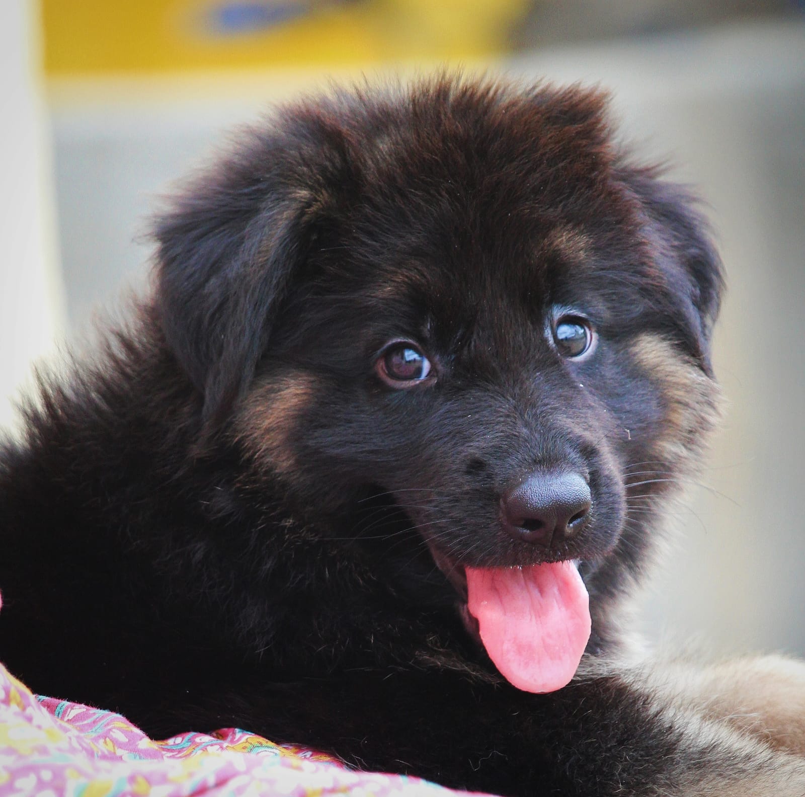 german shepherd male puppy price in mumbai