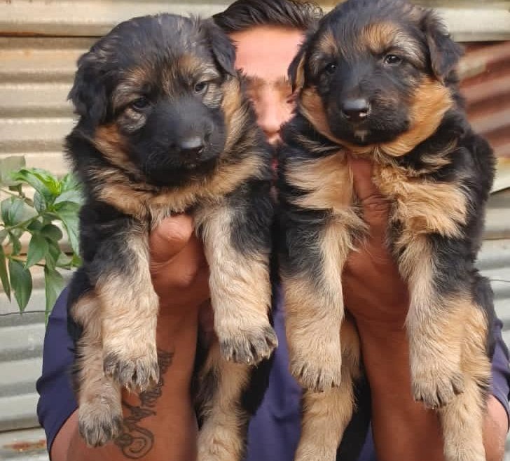 german shepherd puppies price in pune