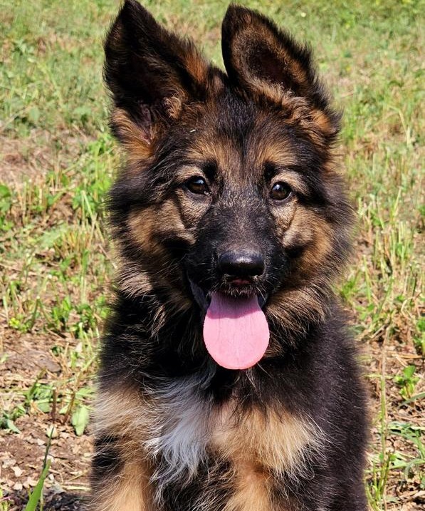 german shepherd puppies for sale online in pune