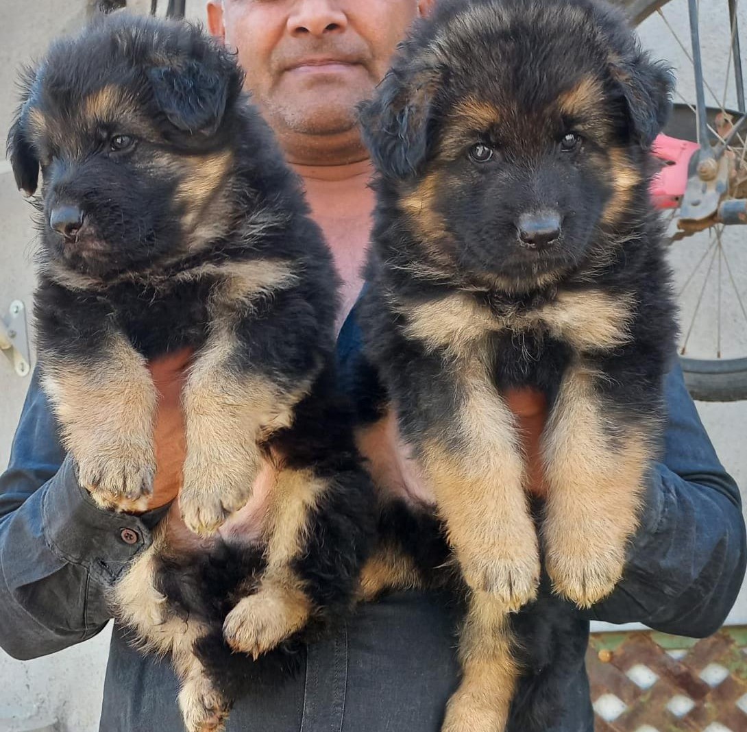 german shepherd puppies for sale online in ahmedabad