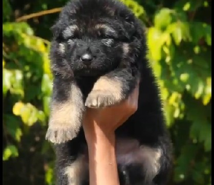 pure bred german shepherd puppies price in pune