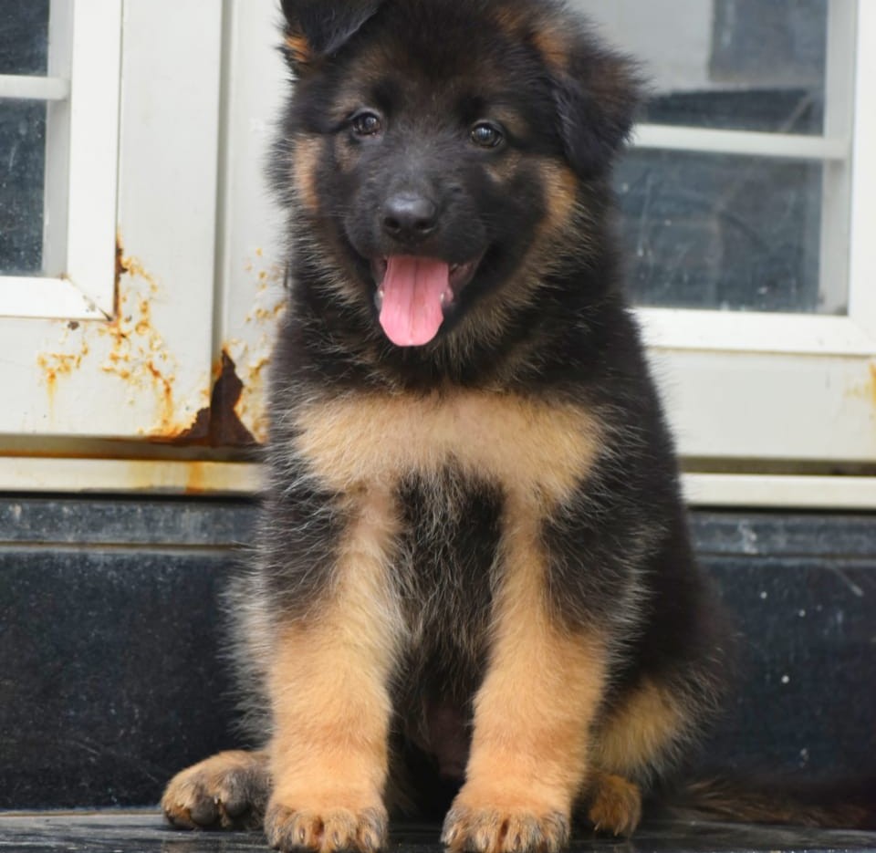 german shepherd dog breeder in ahmedabad