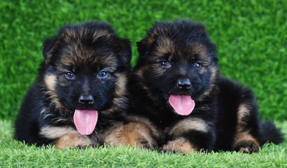 buy german shepherd puppies in ahmedabad