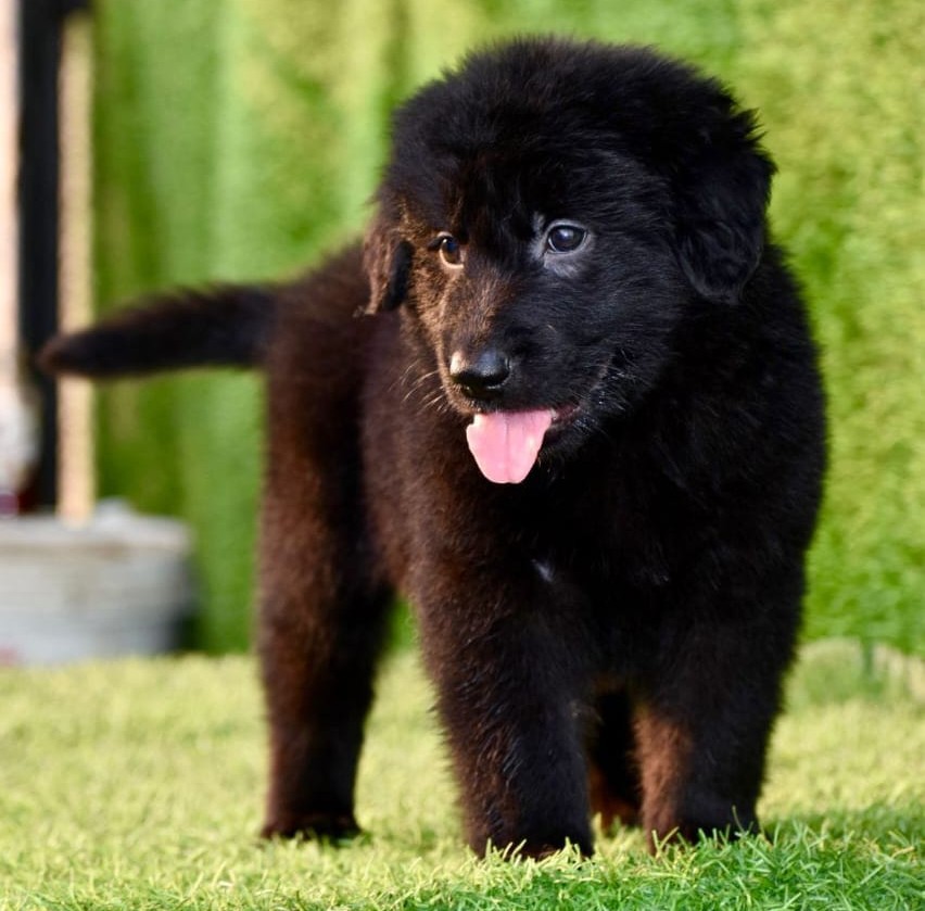 german shepherd dog for sale in ahmedabada