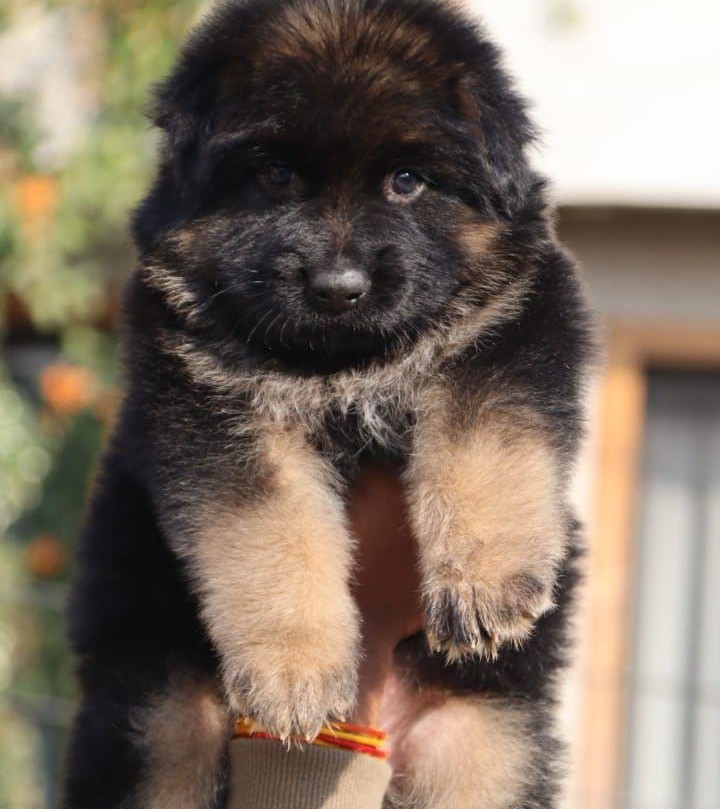 german shepherd puppies for sale online in hyderabad