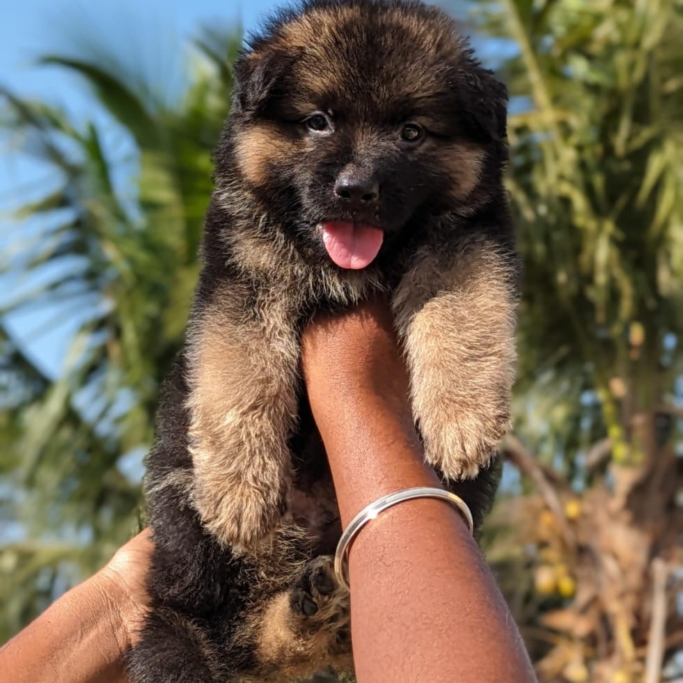 german shepherd dog breeder in hyderabad