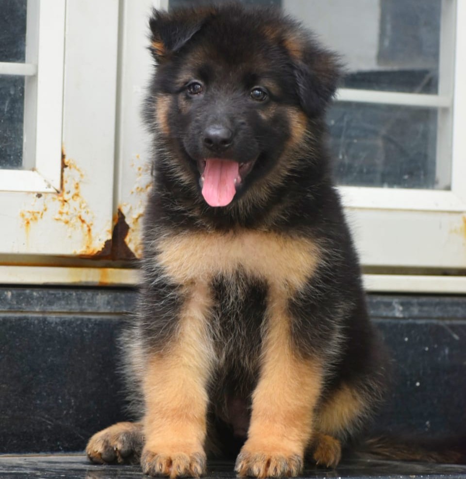 german shepherd dog price in hyderabad