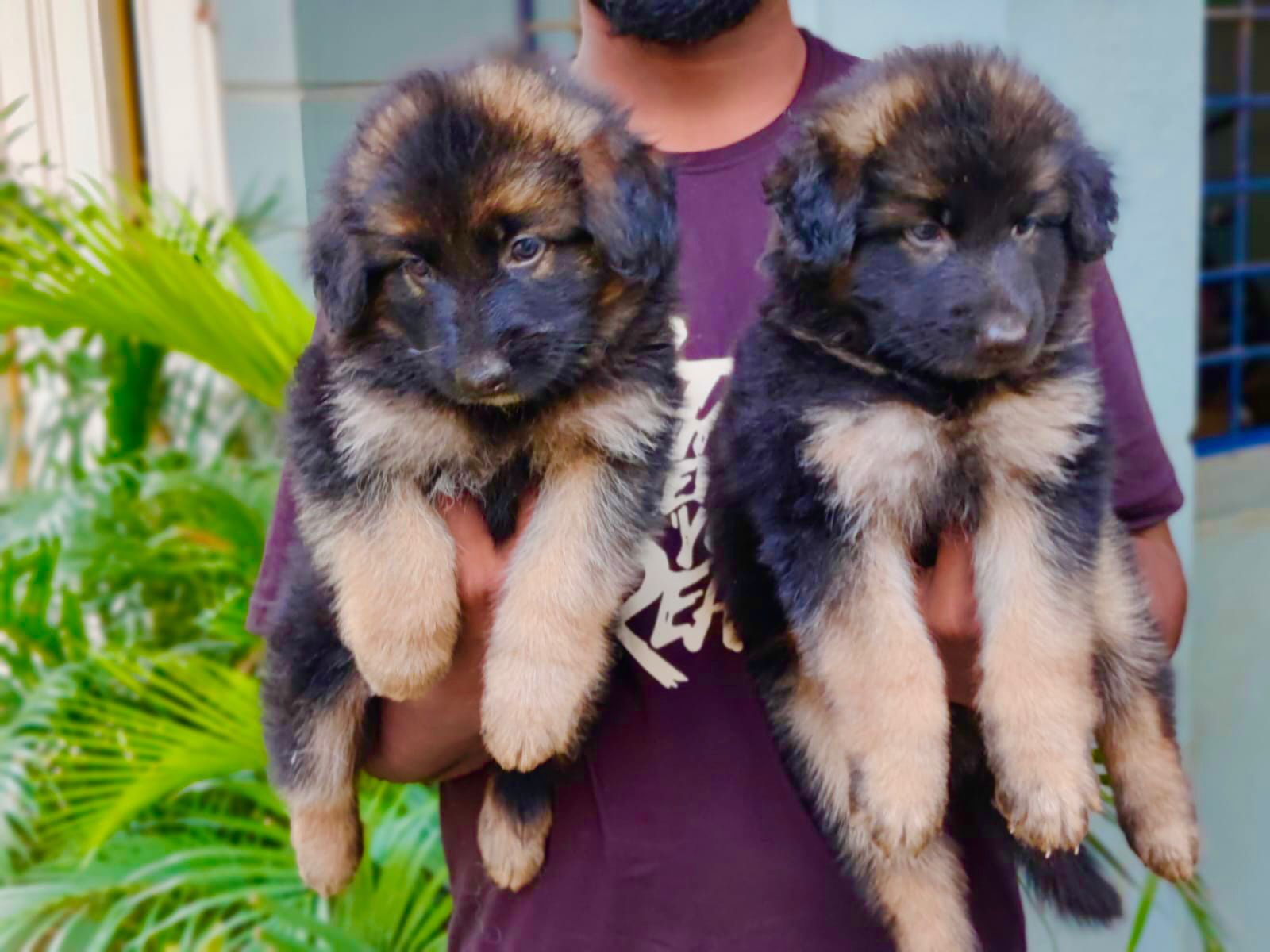 buy german shepherd puppies in hyderabad