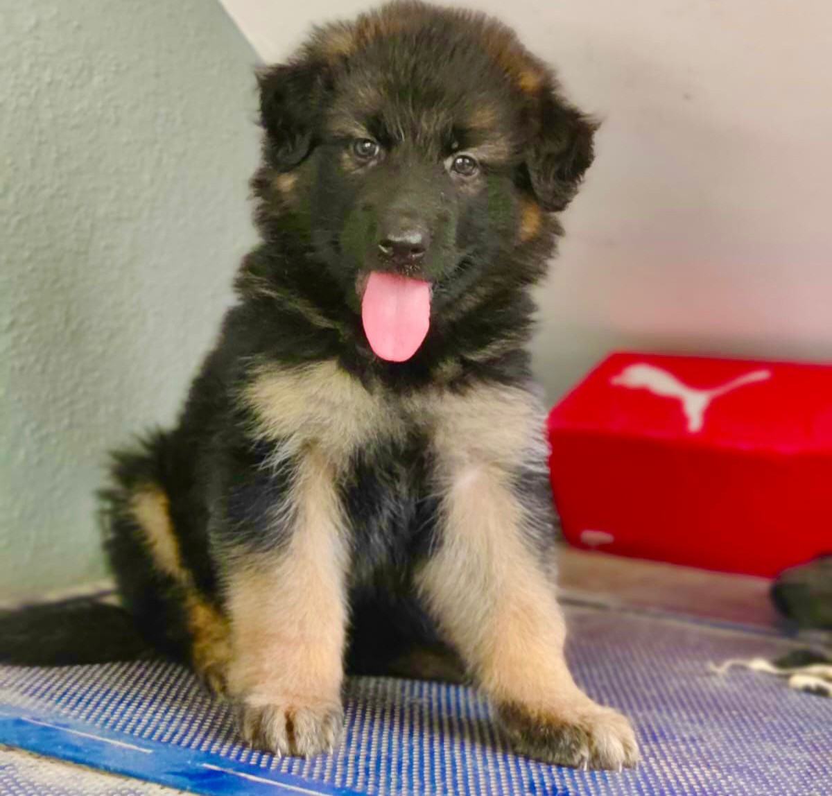 german shepherd puppy price in hyderabad