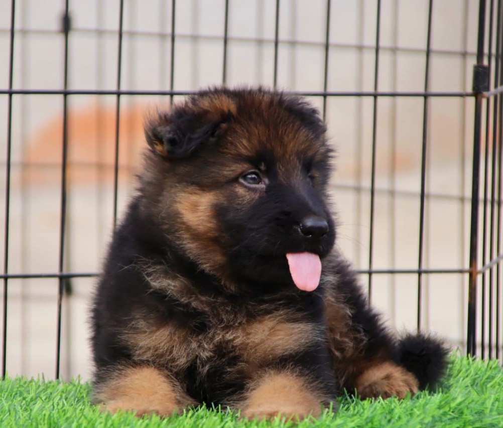 german shepherd pet shop in hyderabad