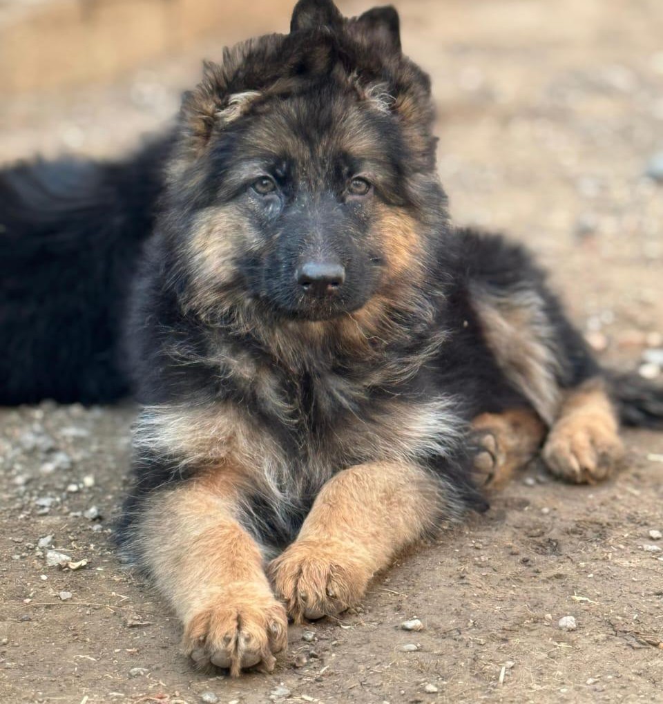 german shepherd puppies for sale online in goa