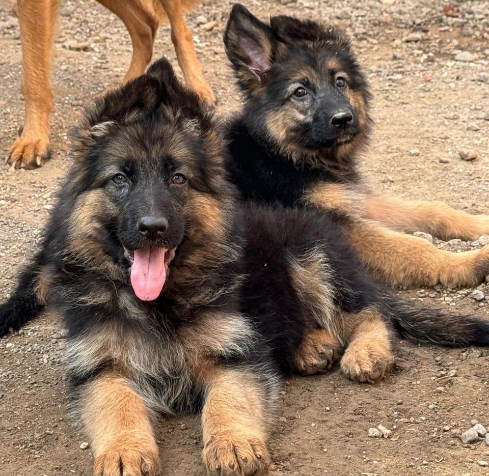 german shepherd dog breeder in goa