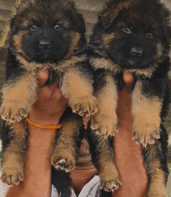 german shepherd puppy for sale in goa