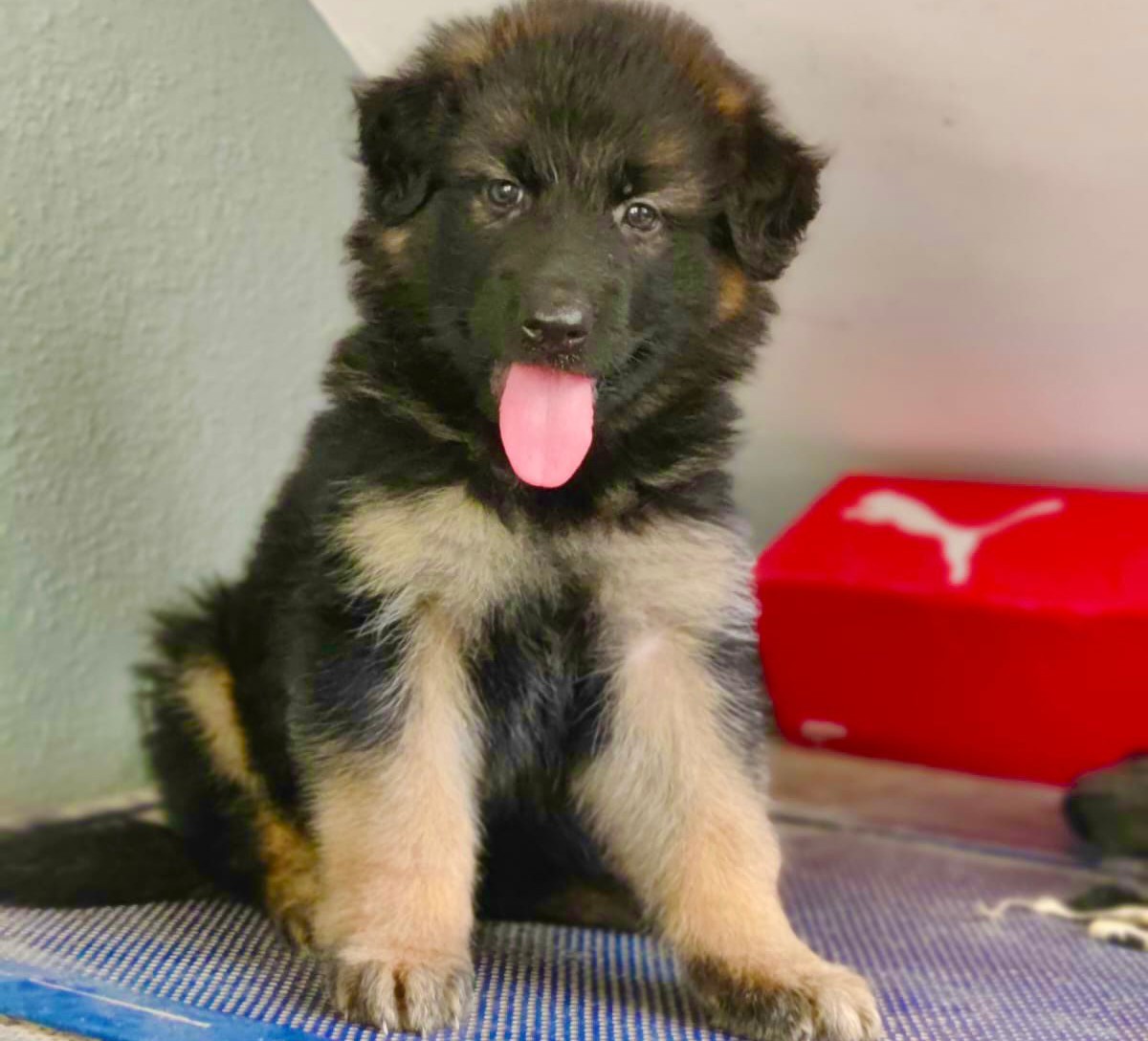 buy german shepherd puppy in goa