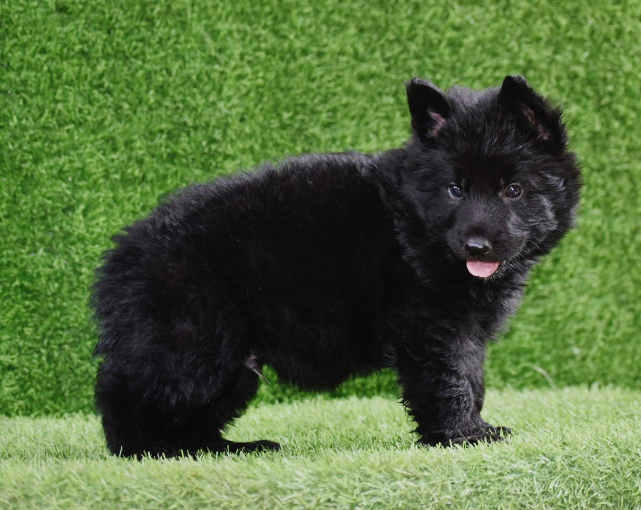 german shepherd puppies for sale online in jaipur