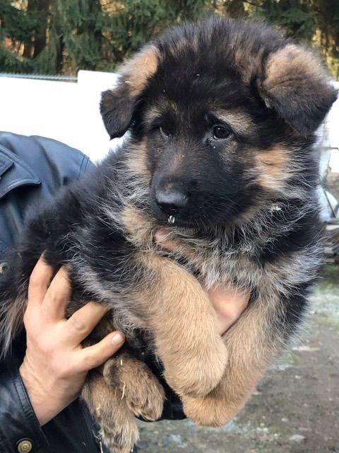 german shepherd male puppies for sale in jaipur