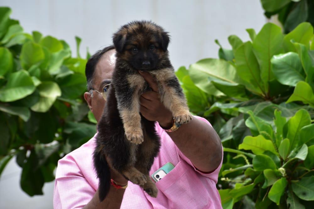 champion lineage german shepherd puppy for sale at jaipur