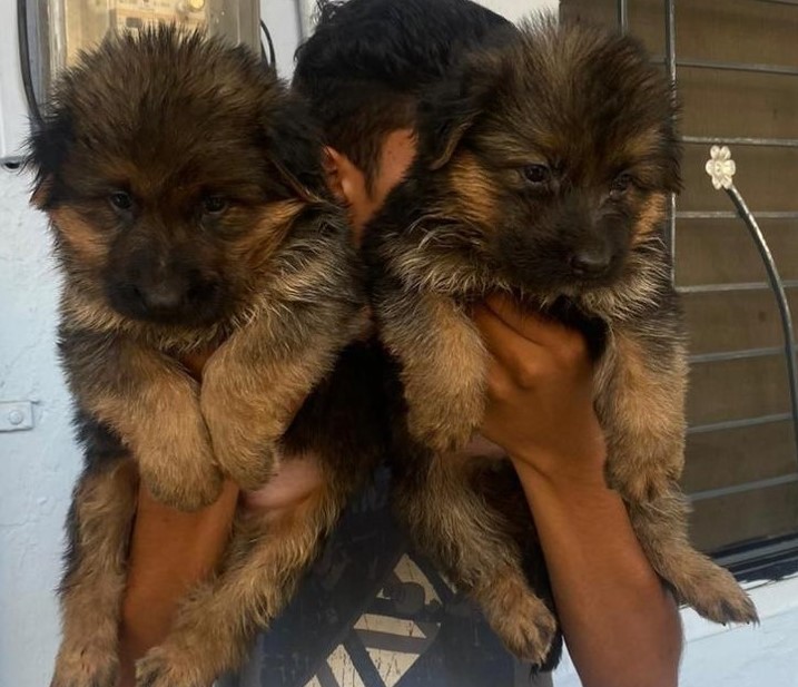 german shepherd dog price in jaipur
