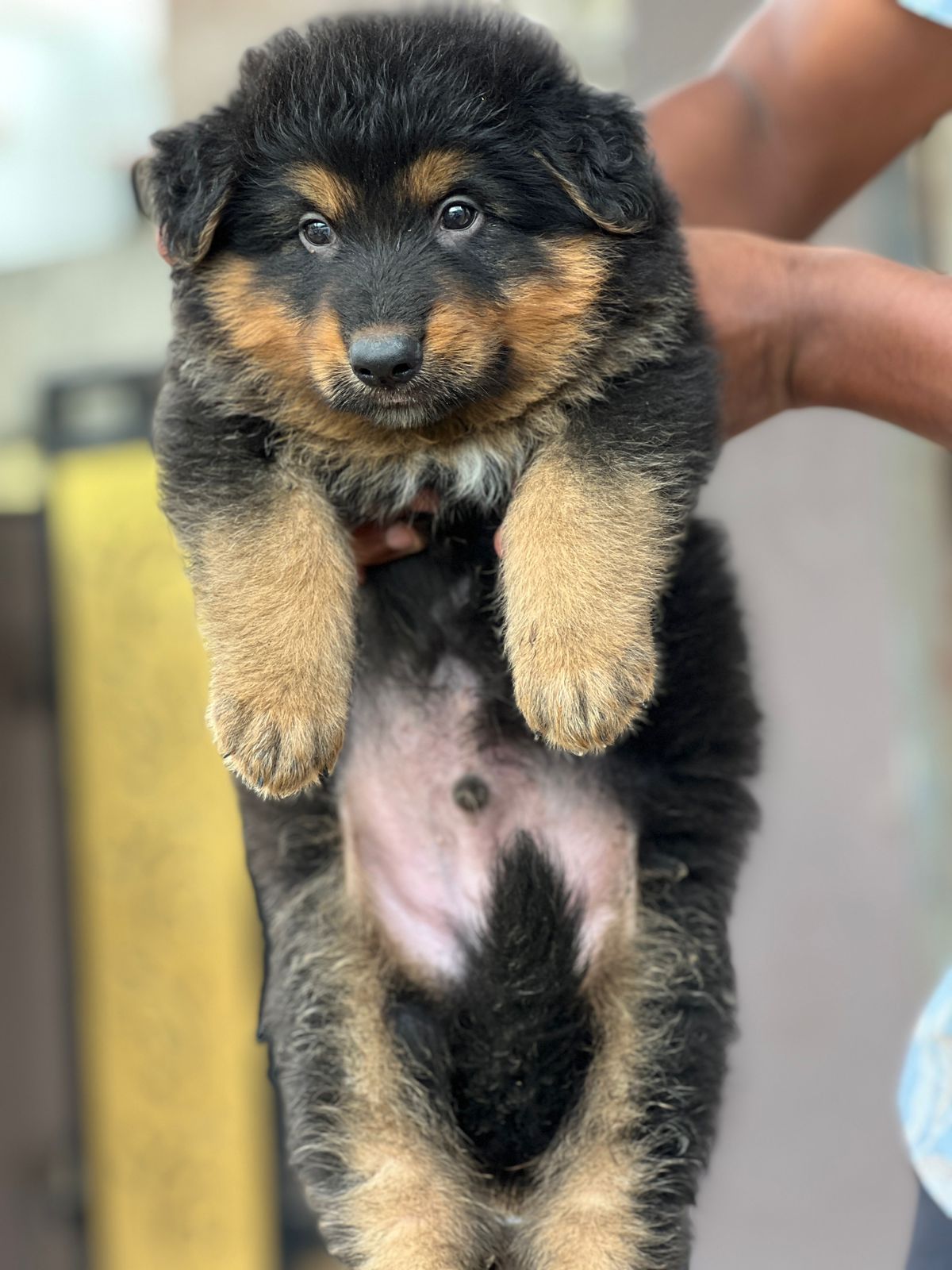 german shepherd dog price in vizag