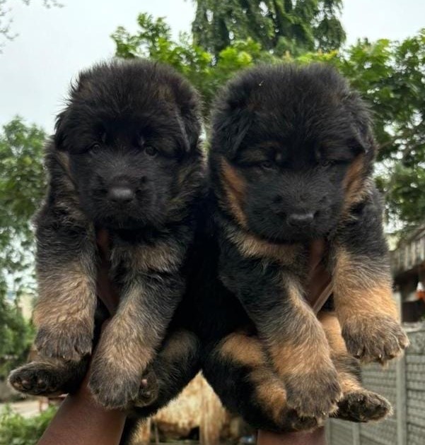 german shepherd puppies for sale online in vizag