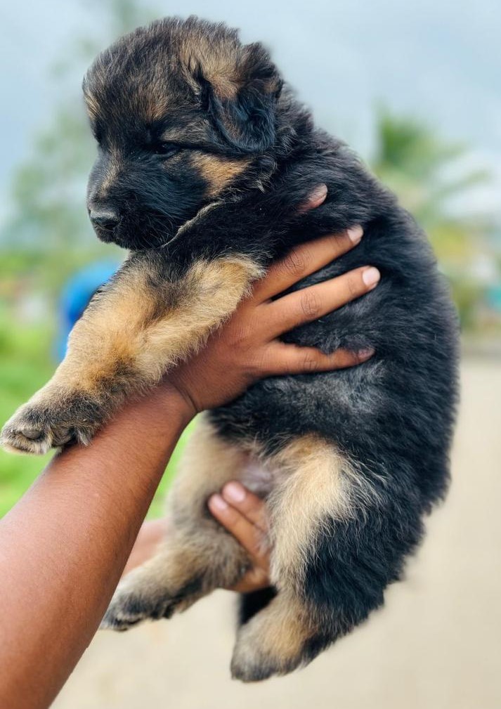 german shepherd pet shop in vizag