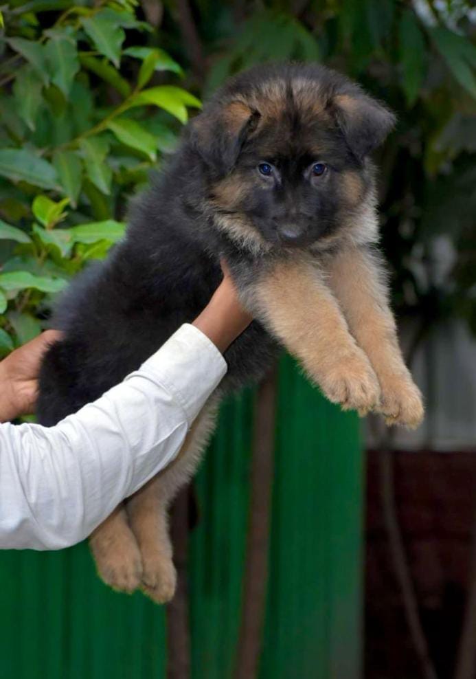 buy german shepherd puppy in vizag